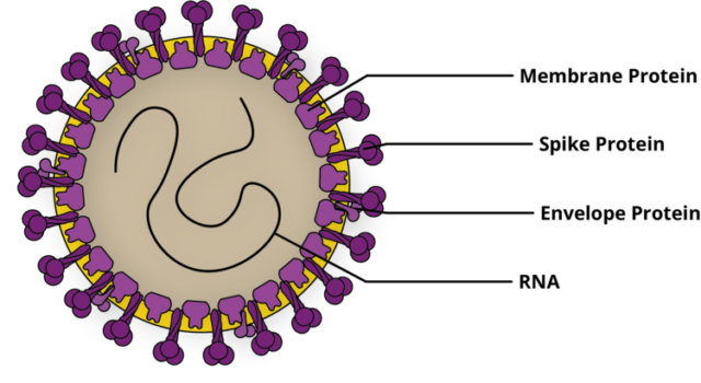 Coronavirus Diagram
